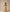 Golden Mustard/White Maxi Dress