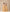 Golden Mustard/White Maxi Dress
