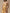 Golden Mustard/White Maxi Dress